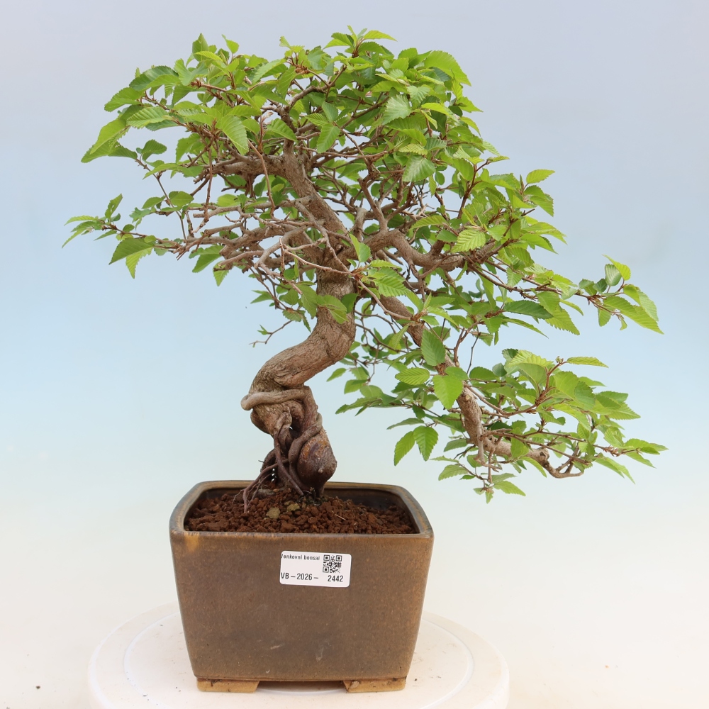 Vonkajší bonsaj -Carpinus coreana - Hrab kórejský