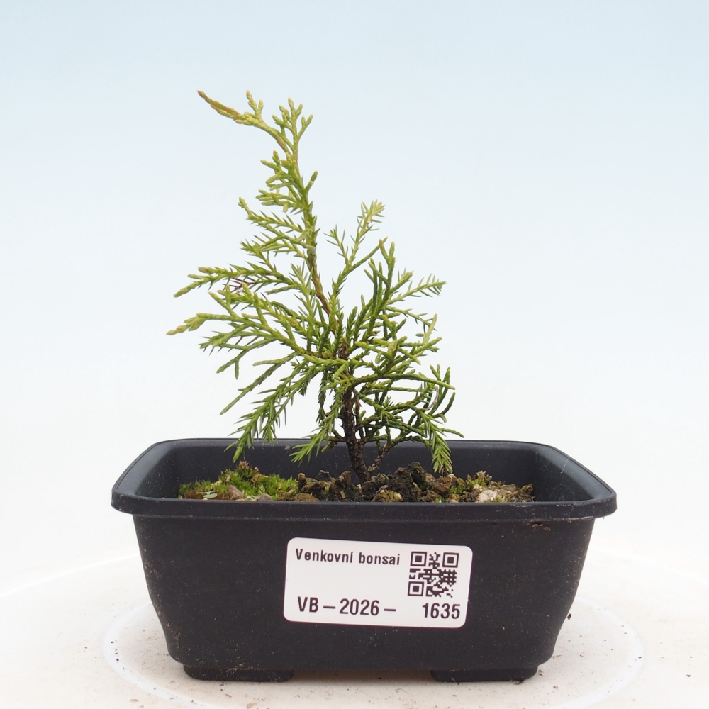Vonkajší bonsaj - Juniperus chinensis Itoigawa