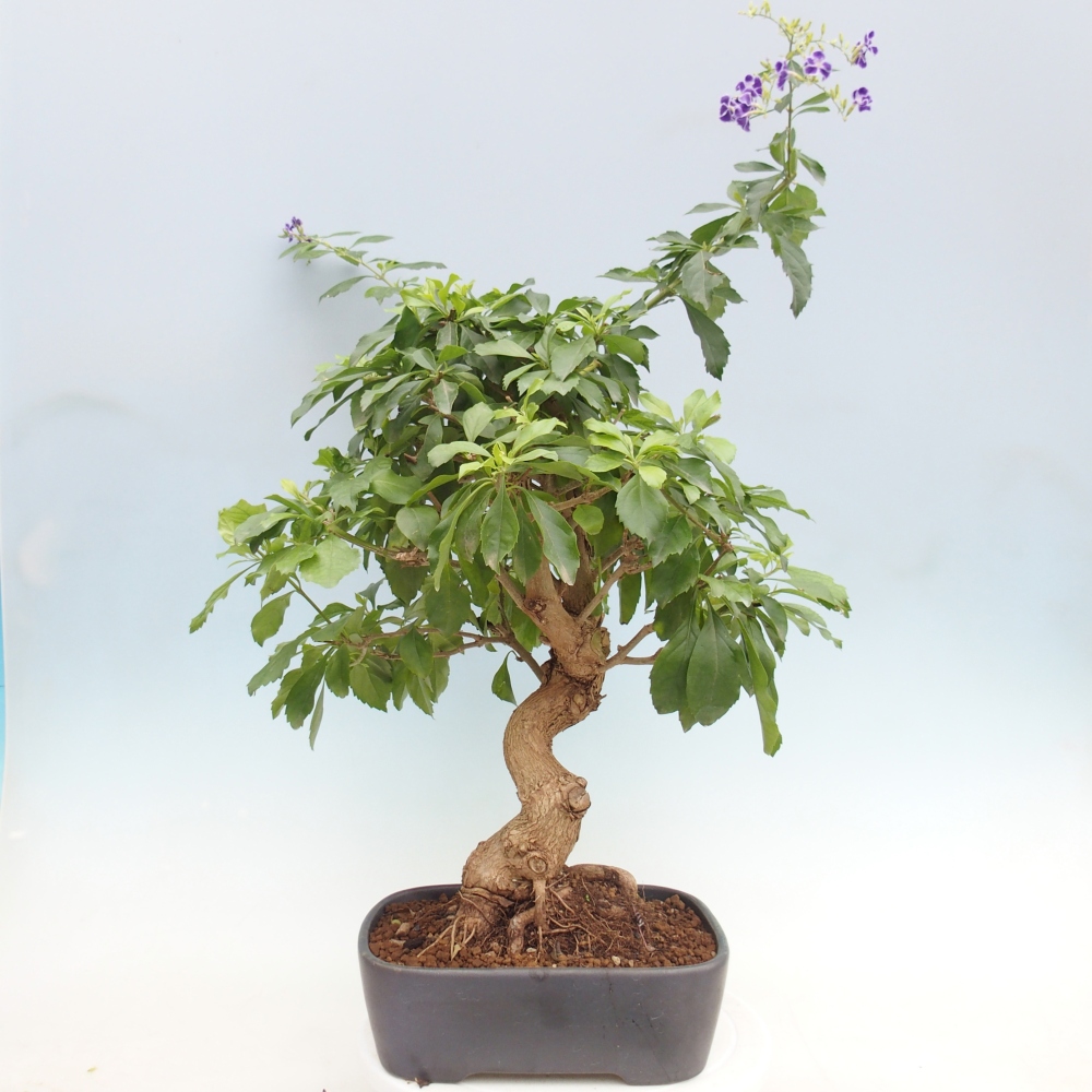 Izbové bonsaje - Duranta repens -Duranta