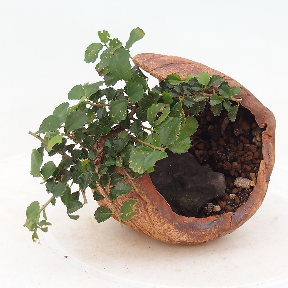 Izbový bonsaj - Grewia sp. - Grewia malafolia