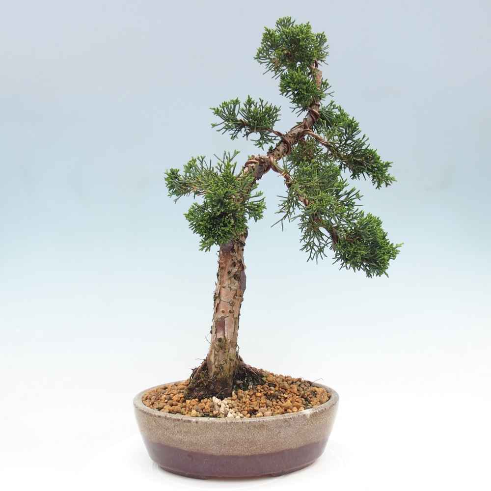 Vonkajší bonsaj - Juniperus chinensis Kishu