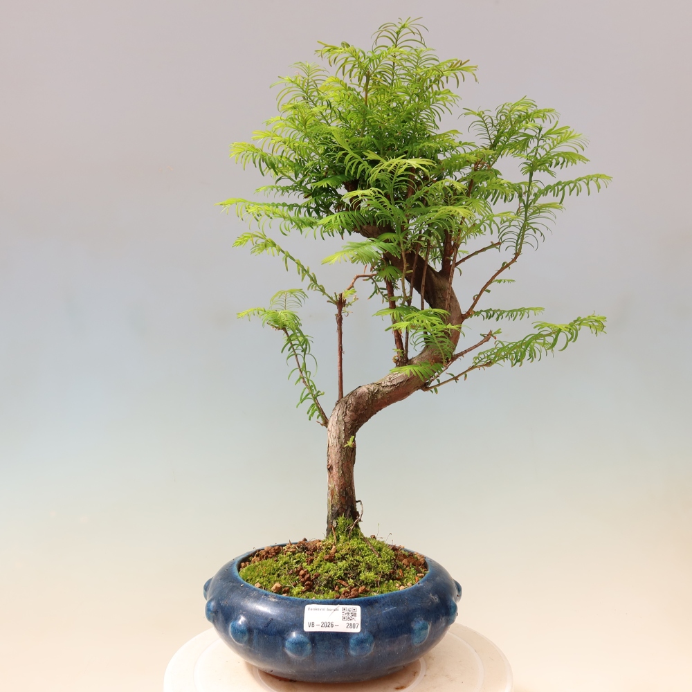Vonkajšie bonsaje - Metasequoia glyptostroboides - čínska metasekvoja