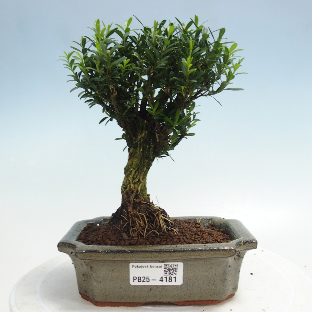 Izbové bonsaje - Buxus harlandii - korkový buxus