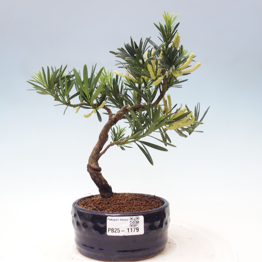 Izbová bonsai - Podocarpus - Kamenný tis