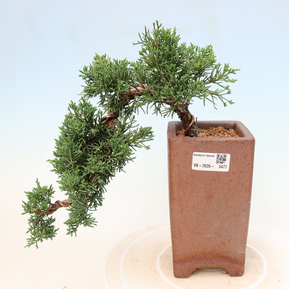 Vonkajší bonsaj - Juniperus chinensis Kishu