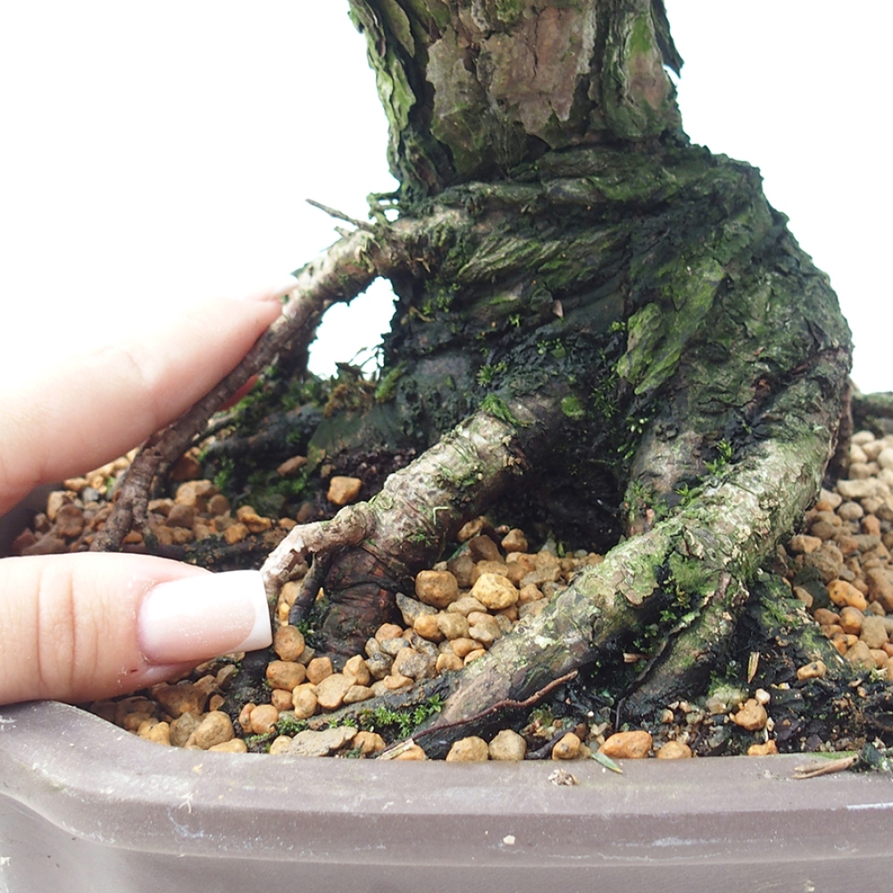 Vonkajšia bonsaj - Pinus thunbergii Kotobuki - borovica Thunbergova