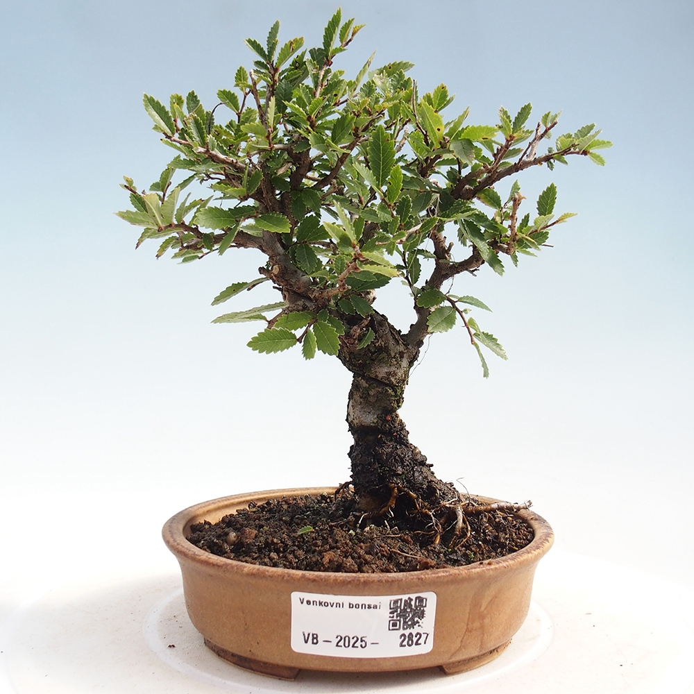 Vonkajšie bonsai - Zelkova - Zelkova Nirom