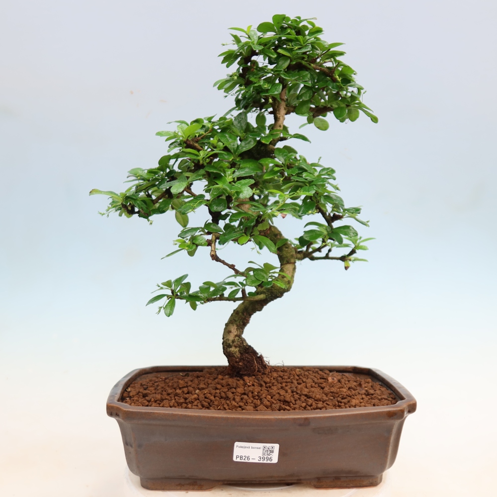 Izbové bonsaje - Carmona macrophylla - Tea fuki
