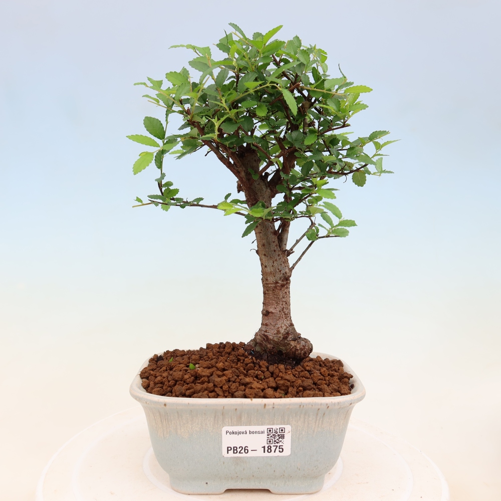 Izbový bonsaj - Ulmus parvifolia - brest malolistý