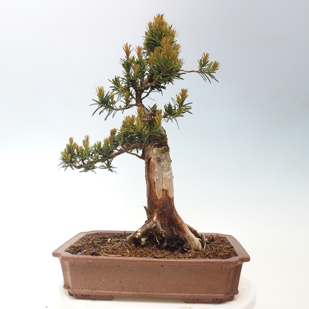 Vonkajší bonsai - Taxus cuspidata - Tis japonský