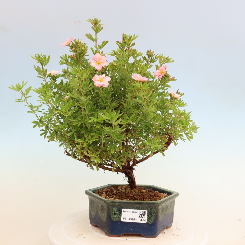 Vonkajší bonsai – Potentila fruticosa – Potentila fruticosa Bellissima