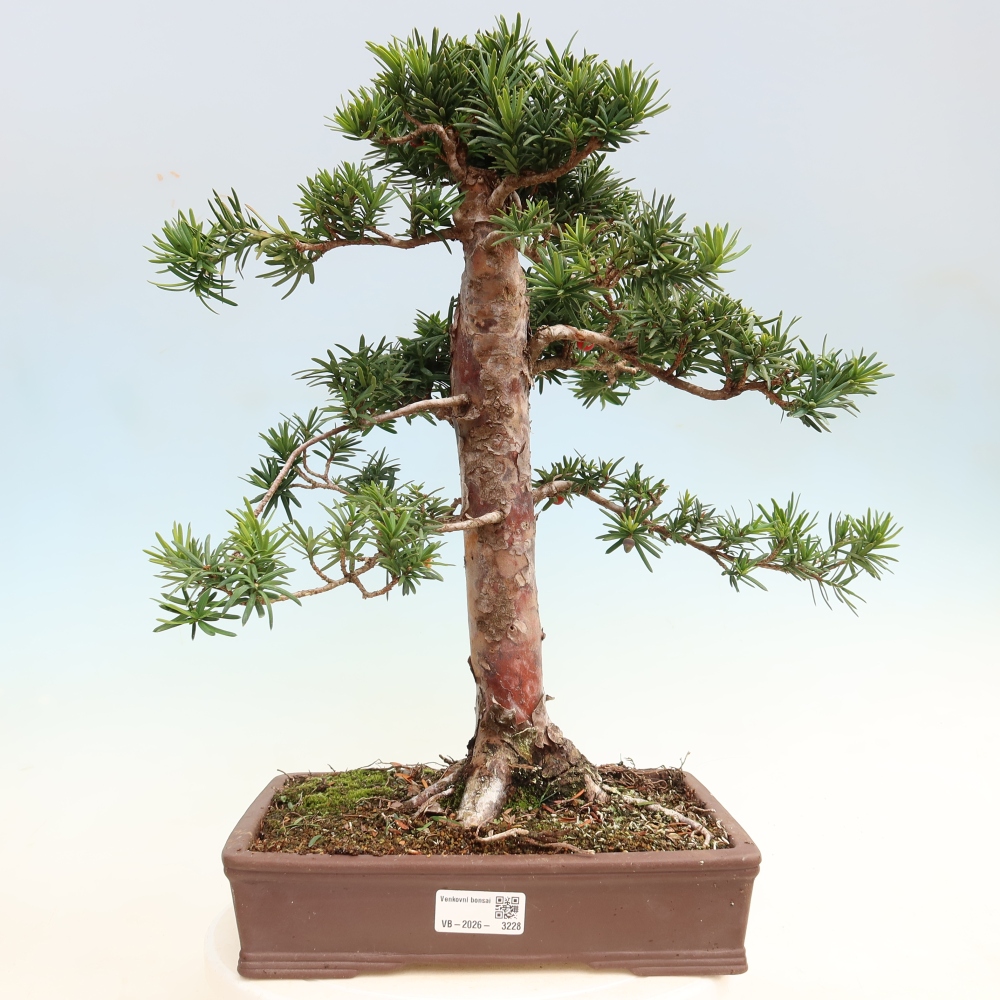 Vonkajší bonsai – Taxus cuspidata – japonský tisu
