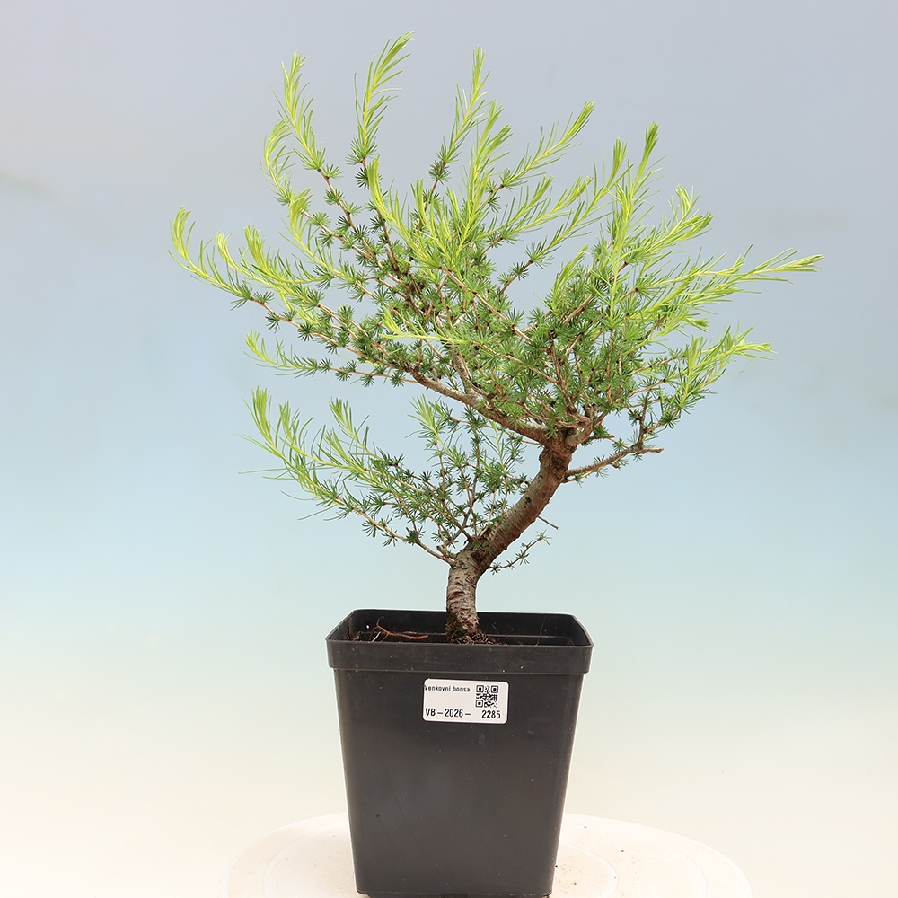 Vonkajšie bonsaje -Larix decidua - Smrekovec