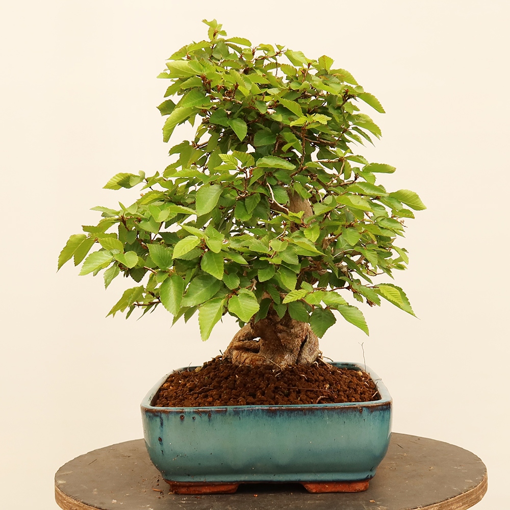Vonkajší bonsai -Carpinus Coreana - Hrab kórejský
