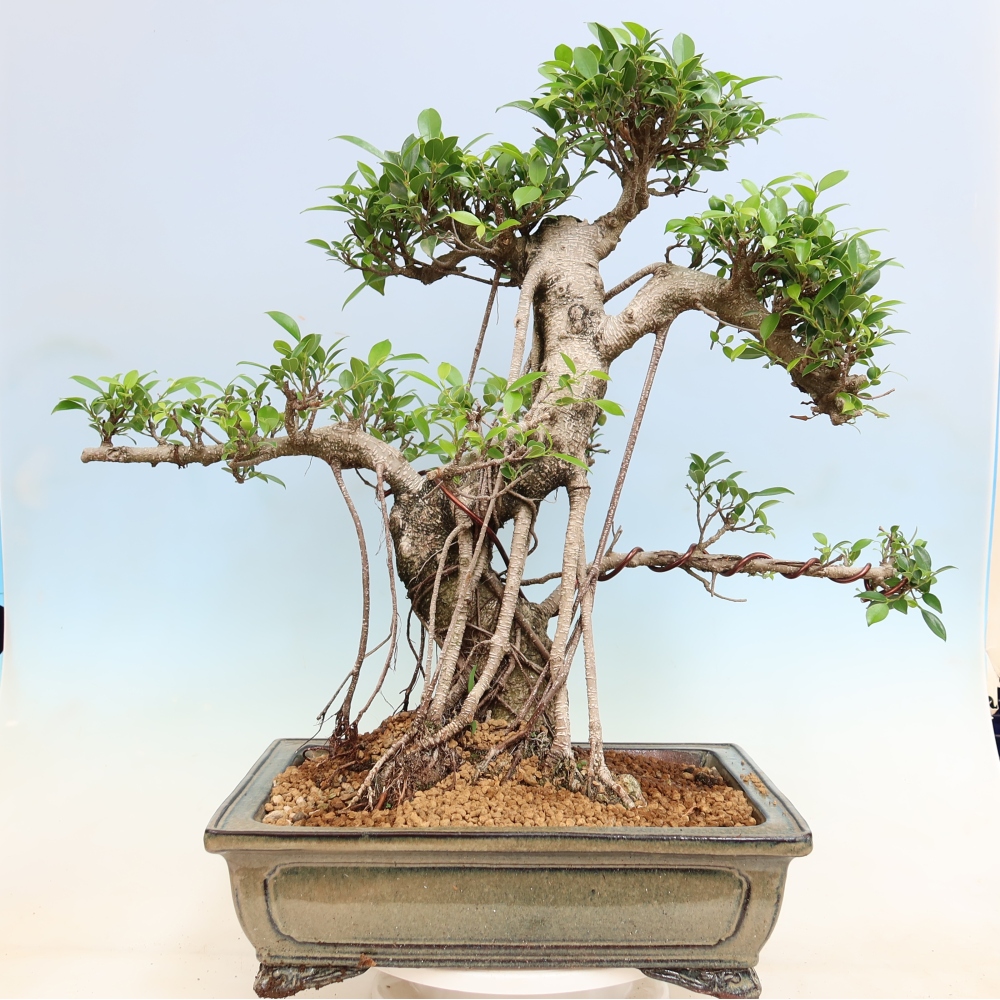 Izbové bonsaje - Ficus kimmen - drobnolistý fikus