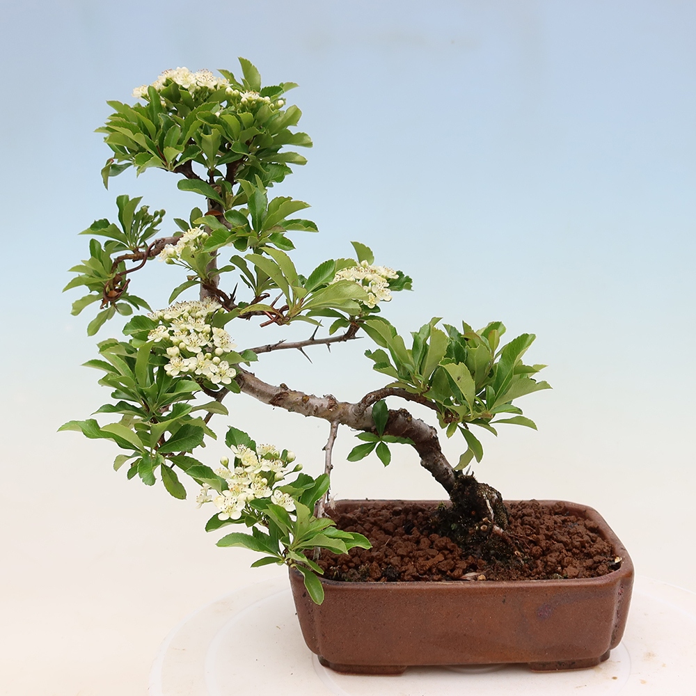 Vonkajší bonsai – Pyracantha teton – hlohovec šarlátový