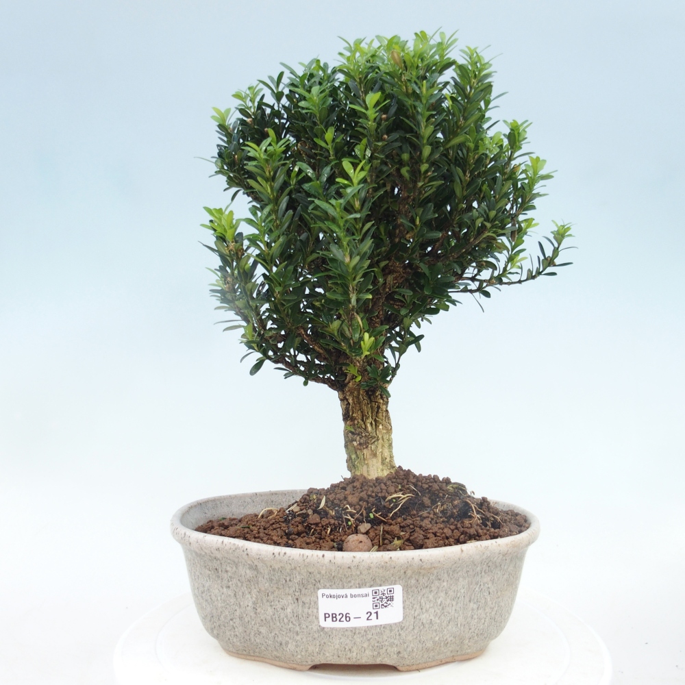 Izbové bonsaje - Buxus harlandii - korkový buxus