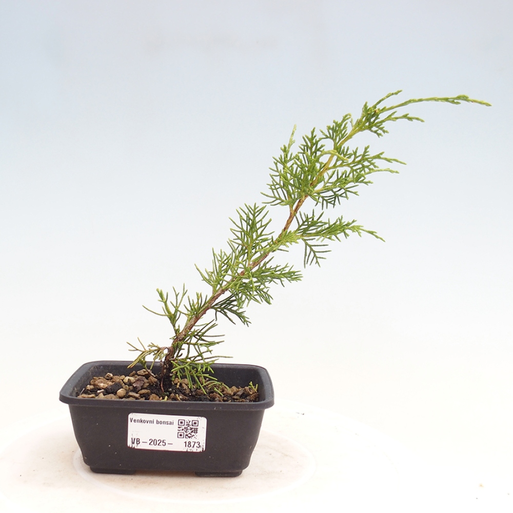 Vonkajší bonsai - Juniperus chinensis Itoigawa -Jalovec čínsky