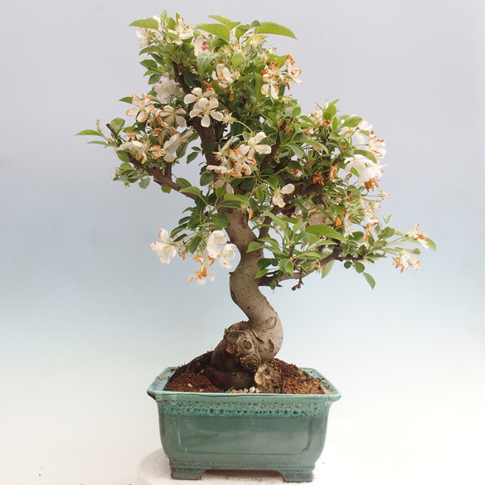 Vonkajší bonsai -Malus halliana - Maloplodá jabloň