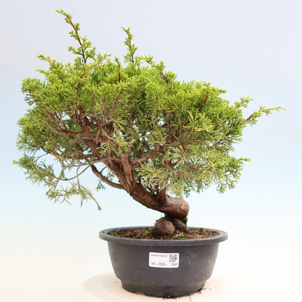 Vonkajší bonsai – Juniperus chinensis Itoigawa – čínsky jalovec