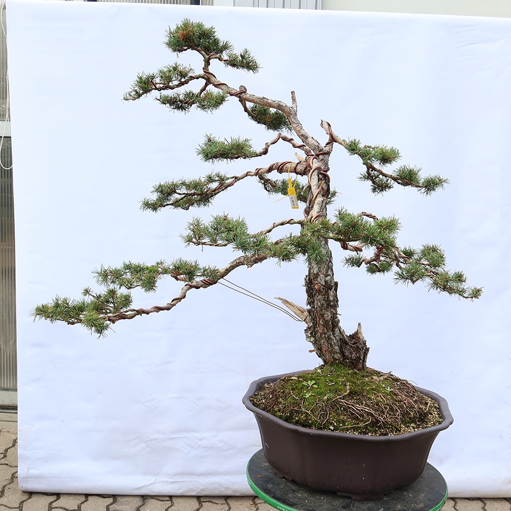 Pinus sylvestris Španielsko – borovica lesná