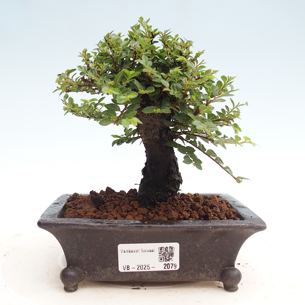 Vonkajší bonsai - Ulmus parvifolia Hokkaido - brest Čínsky