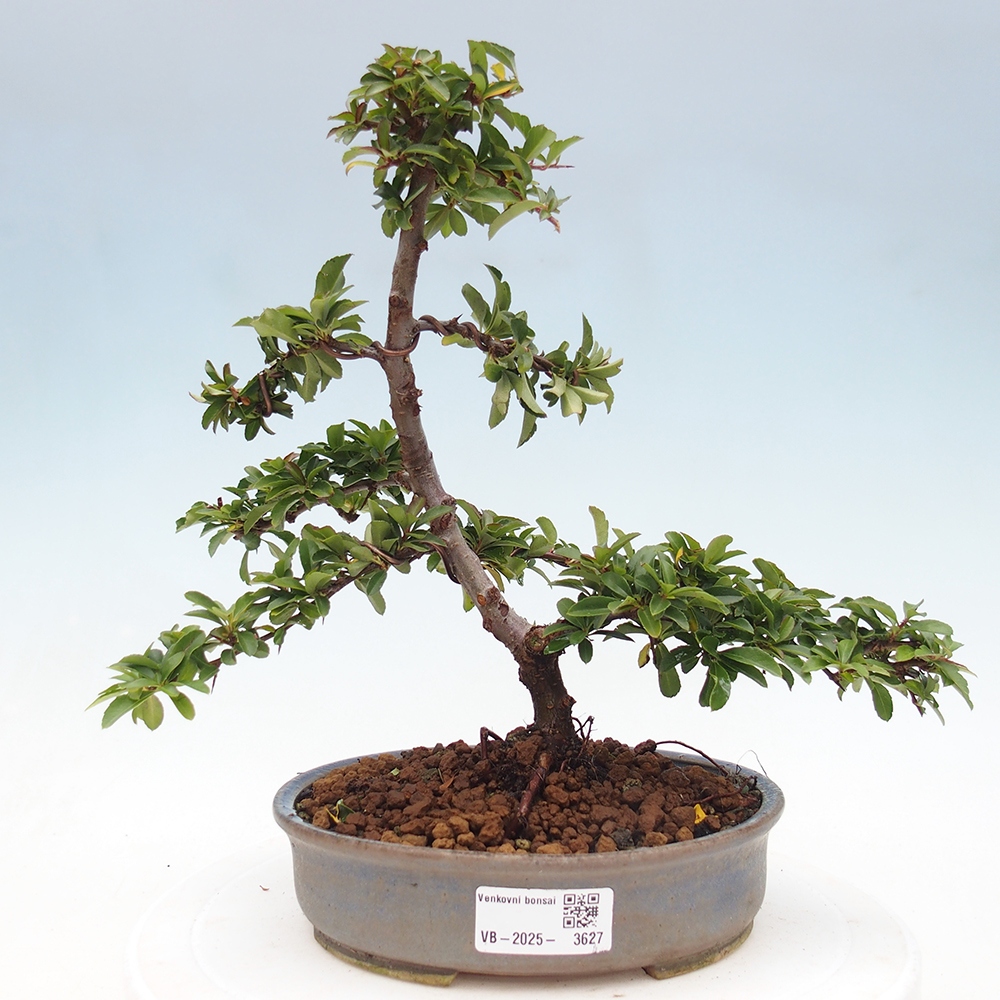 Vonkajšie bonsaje-Pyracantha Teton -Hlox