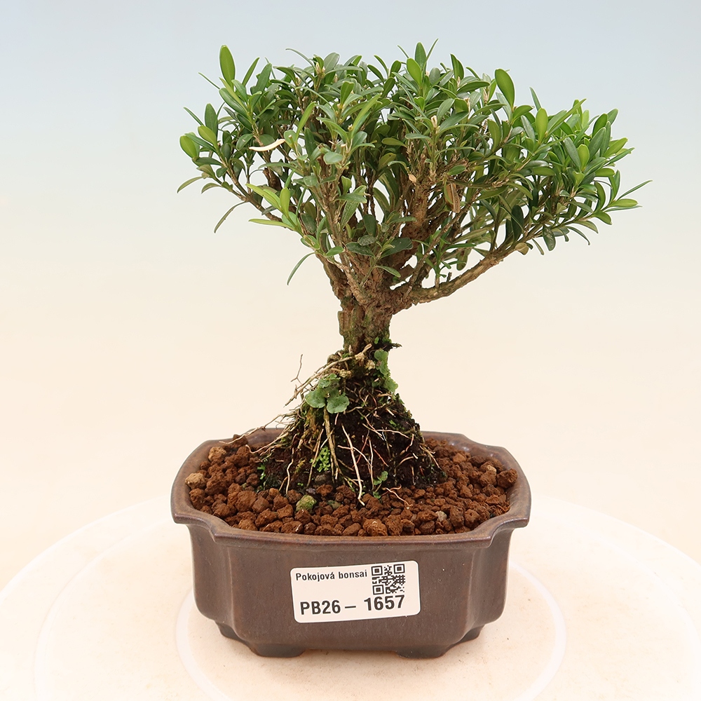 Izbové bonsaje - Buxus harlandii - korkový buxus