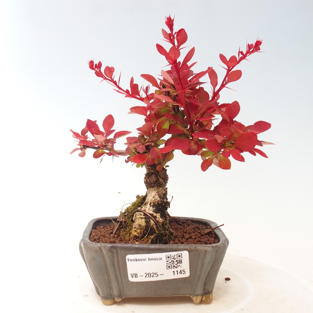 Vonkajší bonsai - Berberis thunbergii Kobold - Drištál Thunbergov