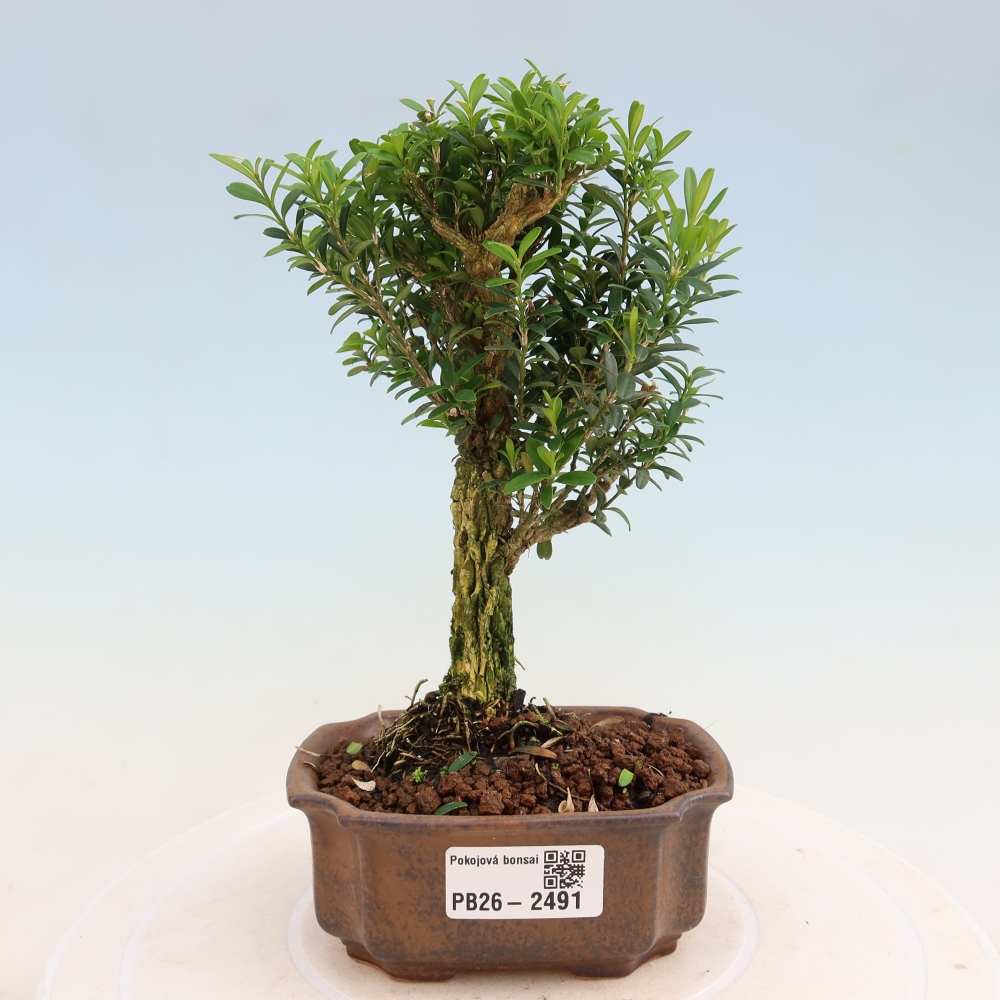 Izbové bonsaje - Buxus harlandii - korkový buxus