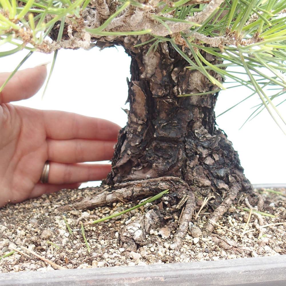 Vonkajšie bonsaje - Pinus thunbergii - borovica Thunbergova