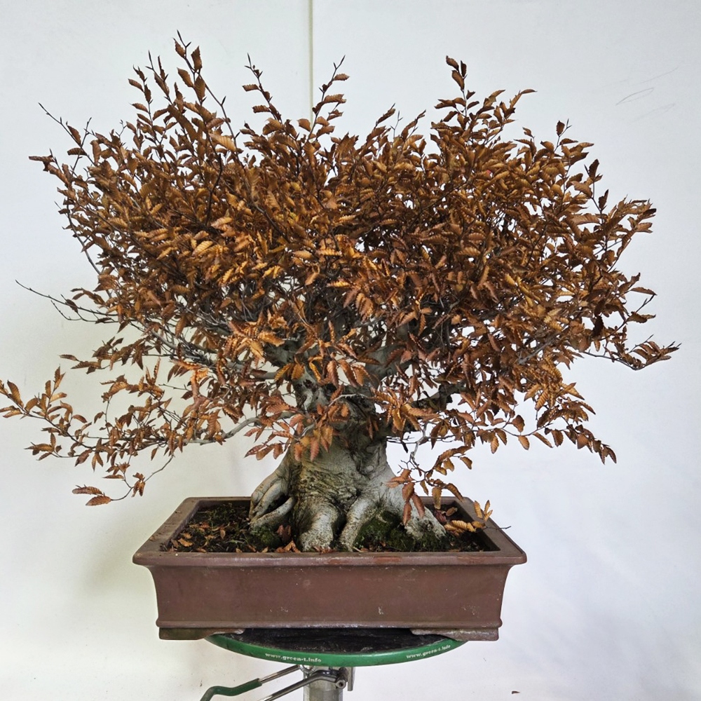 Vonkajšie bonsai -Fagus crenata
