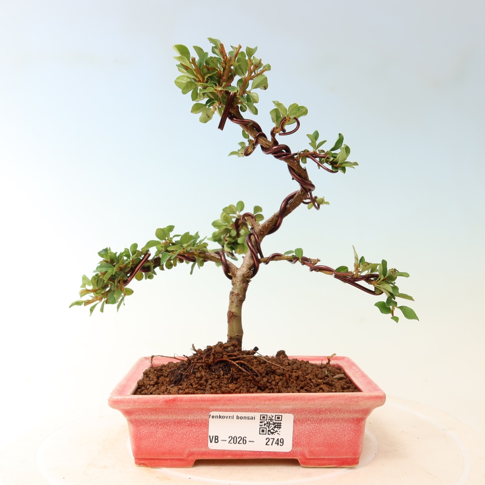 Vonkajšie bonsaje - Cotoneaster horizontalis - Skalnaté hory