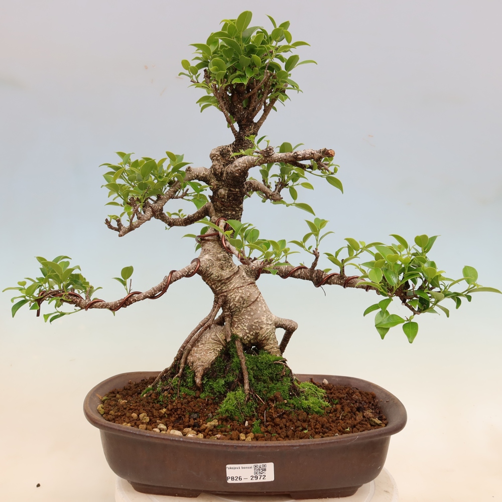 Izbové bonsaje - Ficus kimmen - drobnolistý fikus