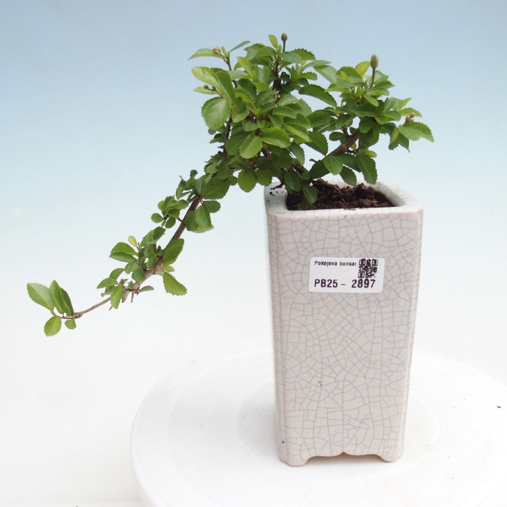 Izbová bonsai - Grewia occidentalis - Hviezdica levanduľová