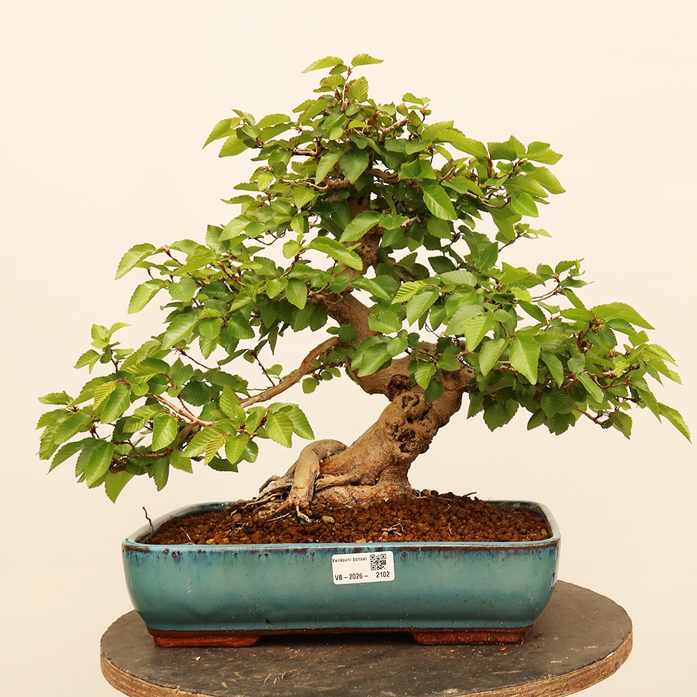 Vonkajší bonsai -Carpinus Coreana - Hrab kórejský