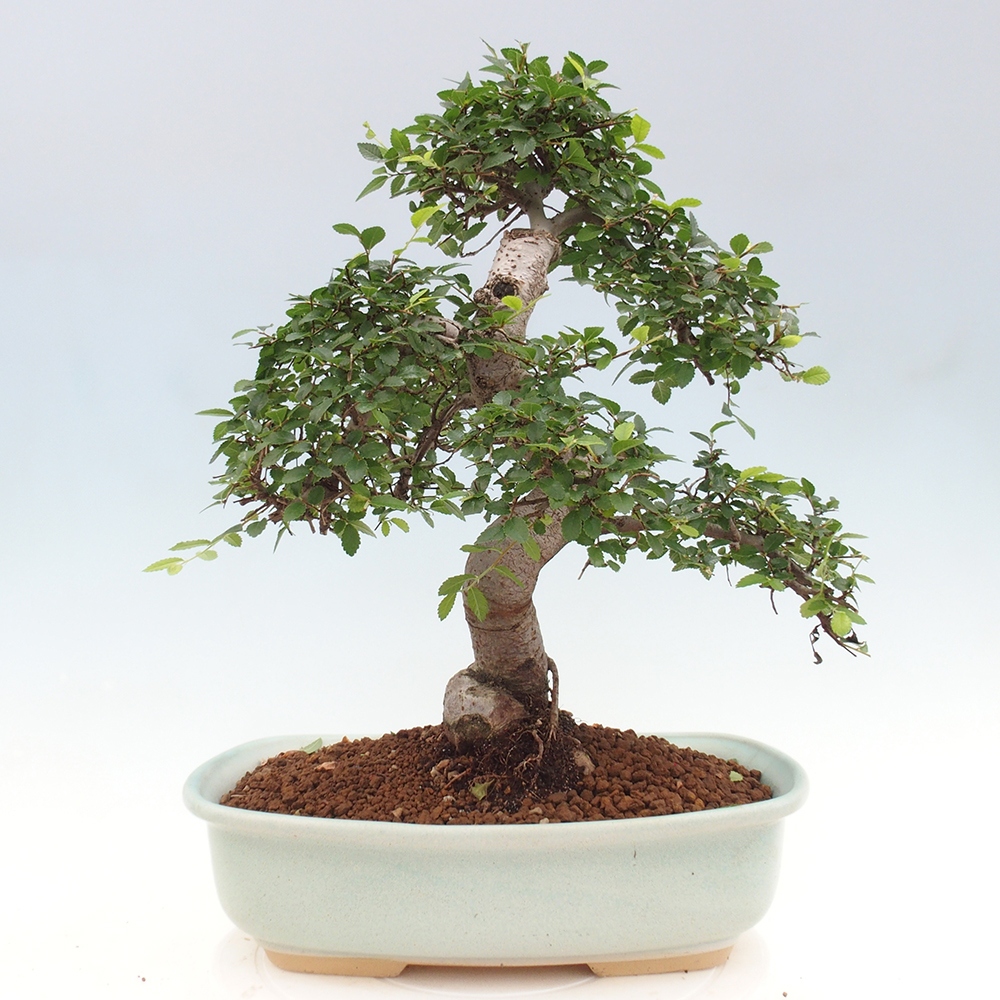 Izbová bonsai - Ulmus parvifolia - Malolistý brest