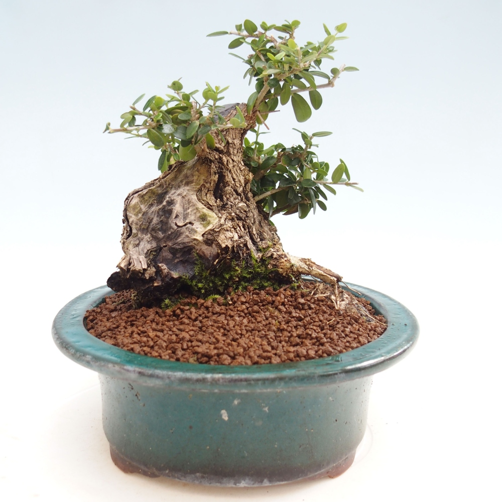 Izbová bonsai - Olea europaea sylvestris -Oliva evropská drobnolistá