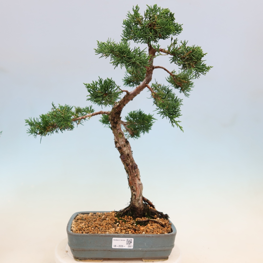 Vonkajší bonsaj - Juniperus chinensis Kishu