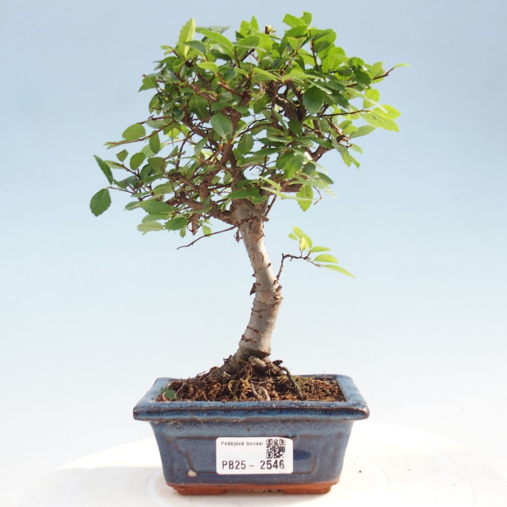 Izbová bonsai - Ulmus parvifolia - Malolistý jilm