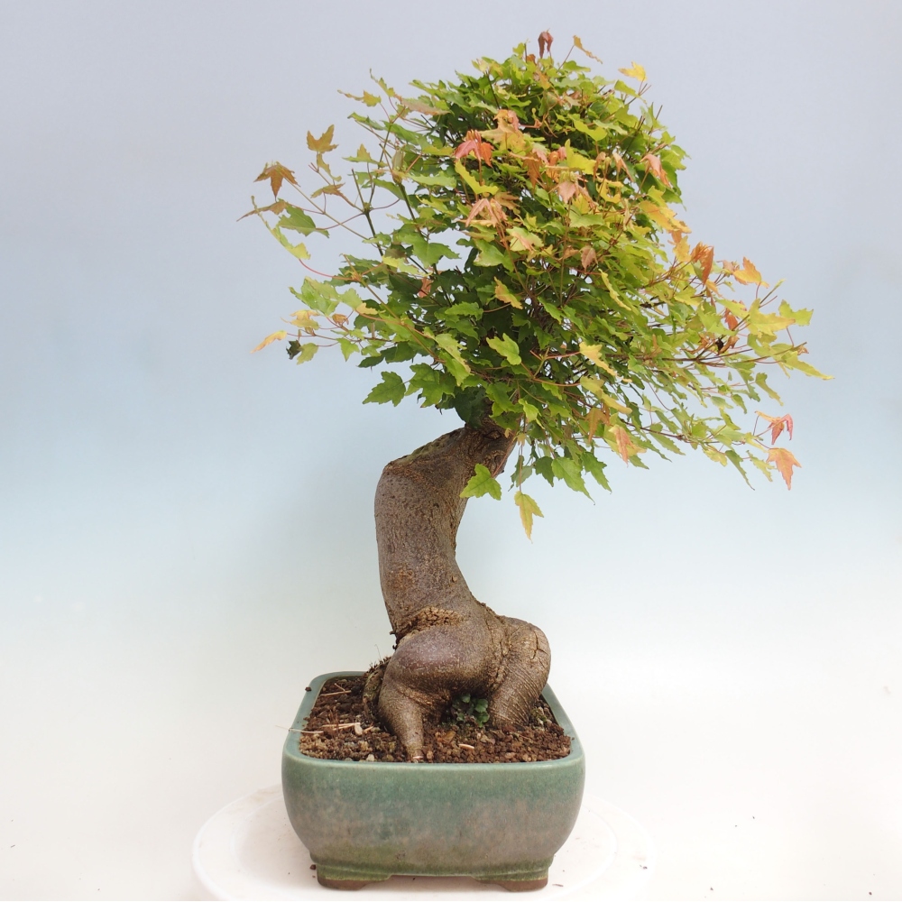 Vonkajšie bonsai - Javor Buergerianum - Javor Burgerův