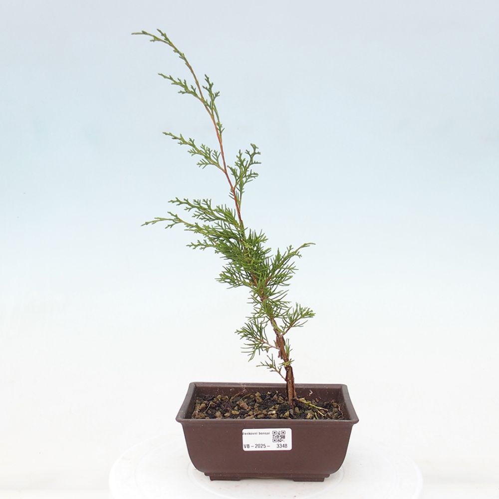 Vonkajší bonsai - Juniperus chinensis Itoigawa -Jalovec čínsky