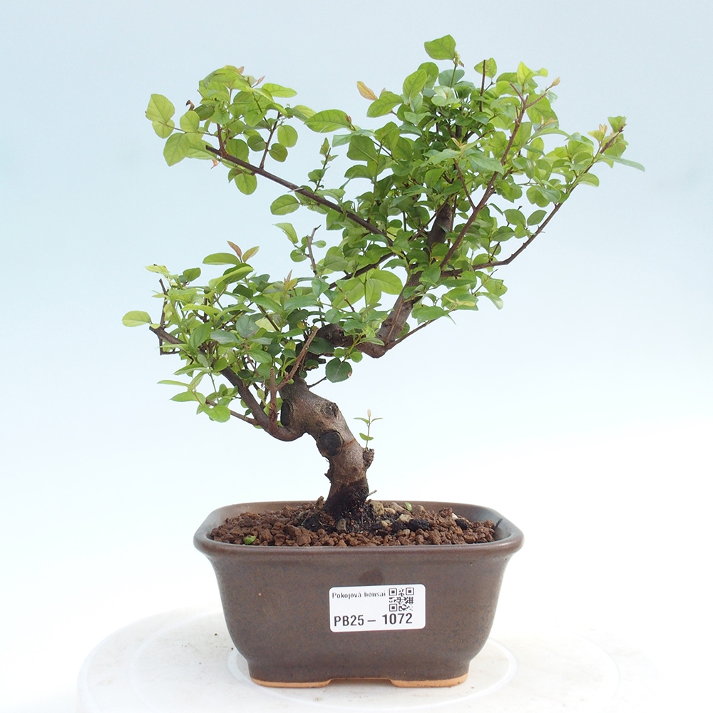 Izbová bonsai - Sagerécie thea - Sagerécie thea