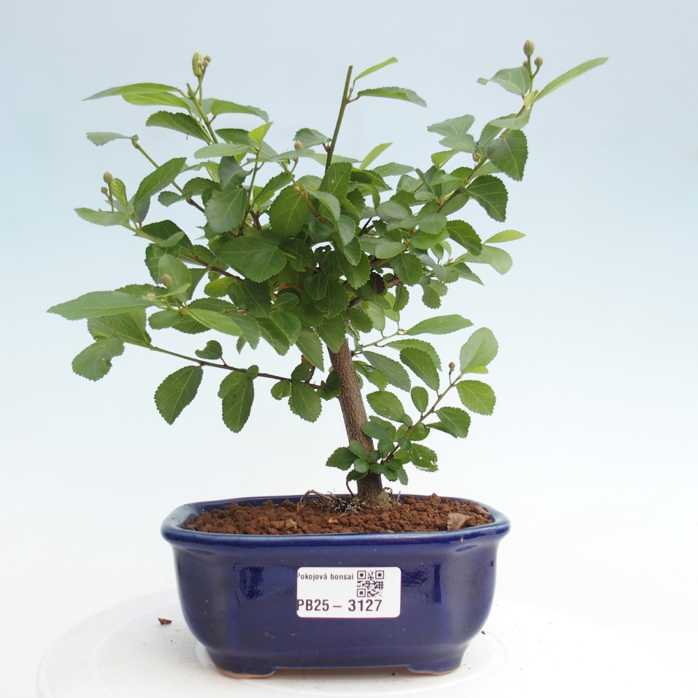 Izbová bonsai - Grewia occidentalis - Hviezdica levanduľová