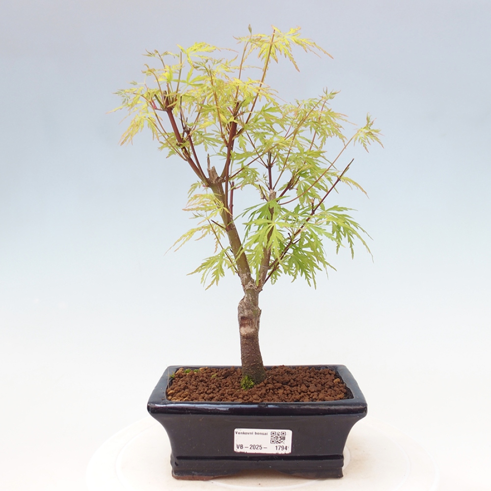 Vonkajšie bonsai - Acer palmatum Dissectum - Javor dlaňolistý 