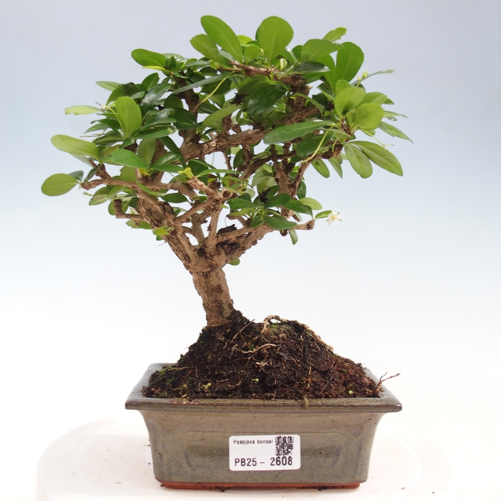 Izbová bonsai - Carmona macrophylla - Čaj fuki