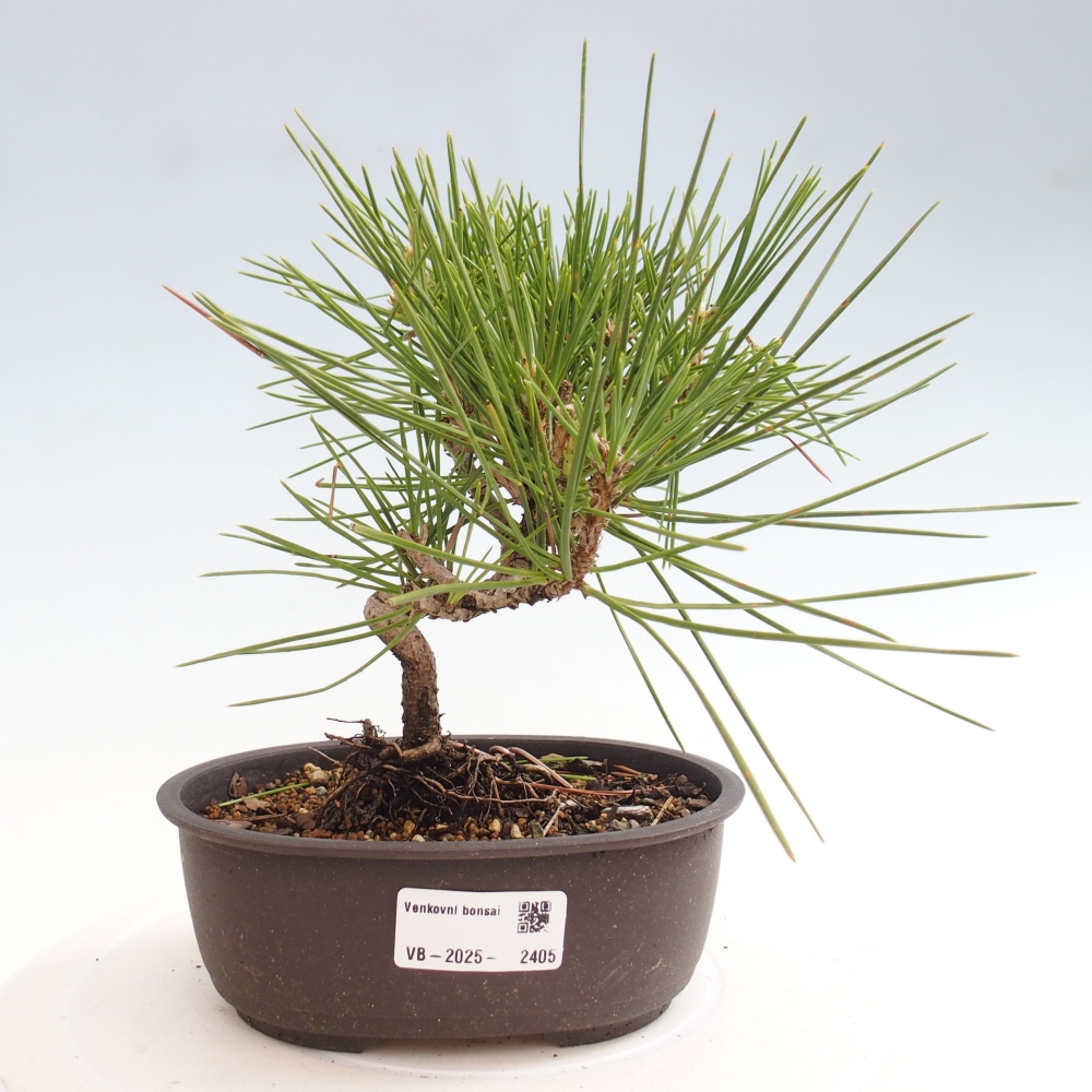Vonkajší bonsai - Pinus thunbergii - Borovica thunbergova
