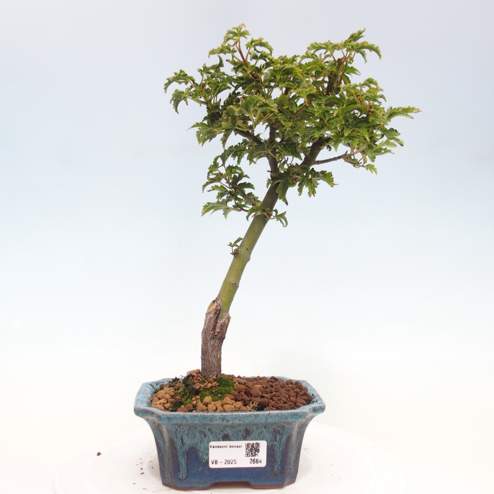 Vonkajší bonsai -Javor dlanitolistý Acer palmatum Shishigashira