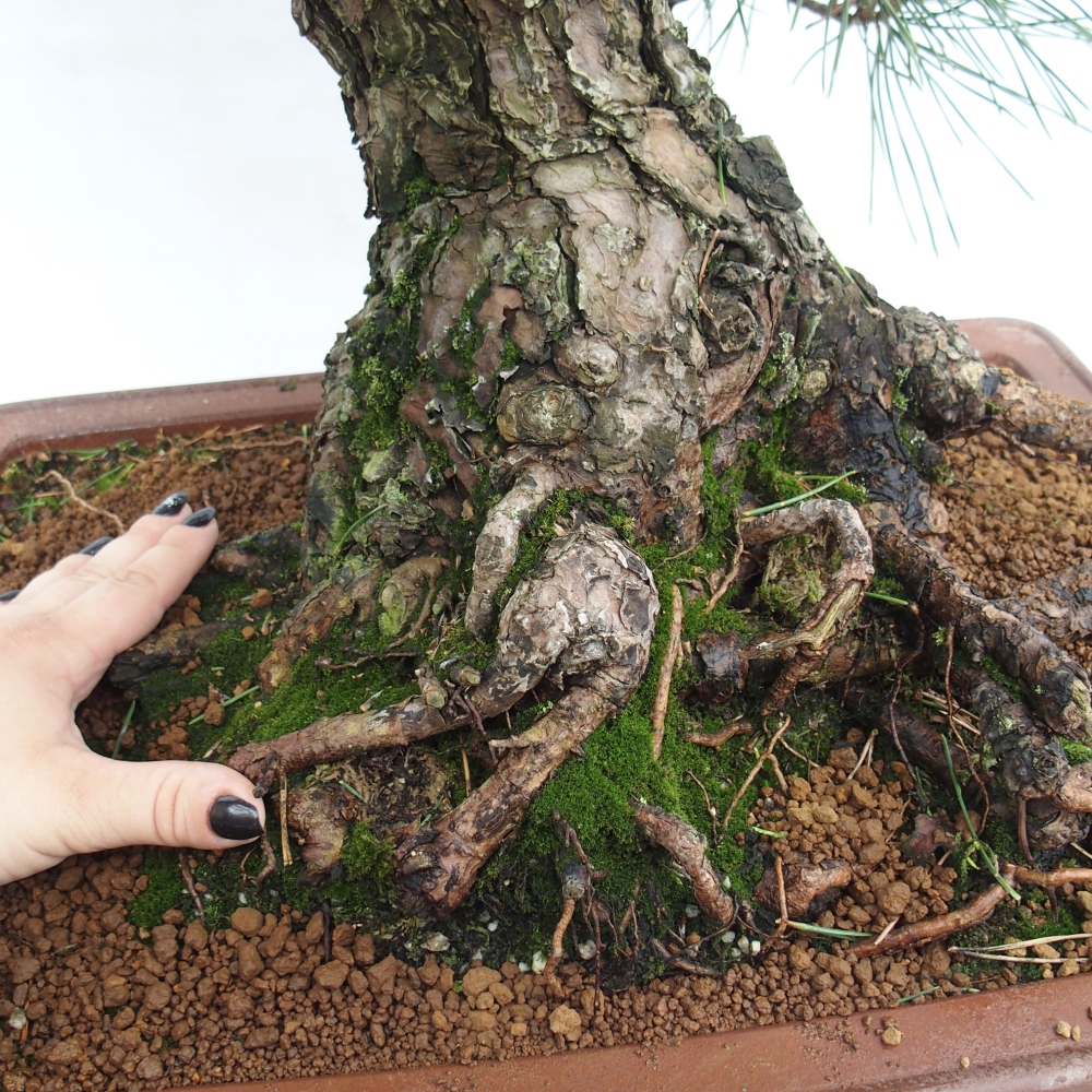 Vonkajšie bonsai - Pinus thunbergii - Borovica thunbergova