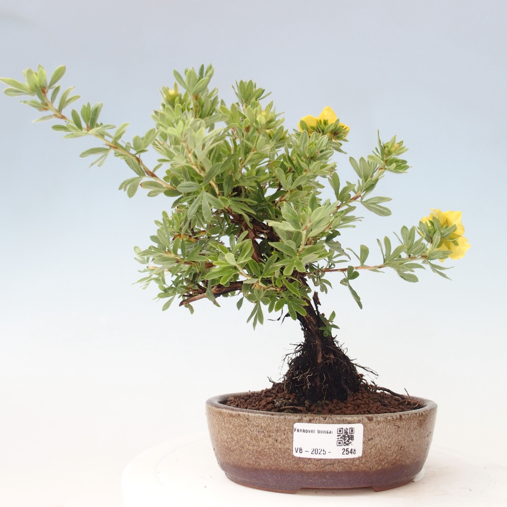 Vonkajšia bonsai-Nátržník krovitá - potentila fruticosa yellow Bird